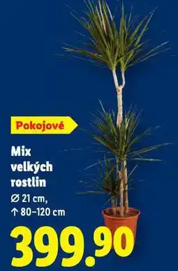 Lidl Mix velkých rostlin nabídka