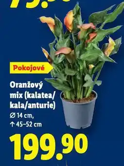 Lidl Oranžový mix nabídka