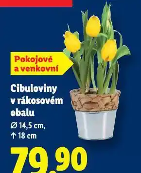 Cibuloviny v rákosovém obalu