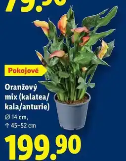 Lidl Oranžový mix (kalatea/kala/anturie) nabídka