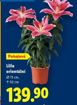 Lidl Lilie orientální nabídka