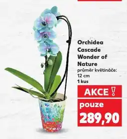 Kaufland Orchidea cascade nabídka