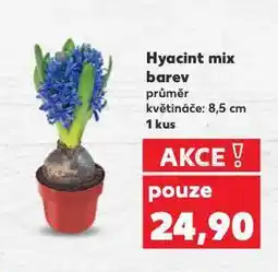 Kaufland Hyacint mix barev nabídka