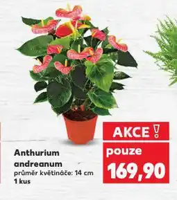 Kaufland Anthurium andreanum nabídka