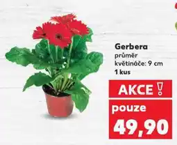 Kaufland Gerbera nabídka