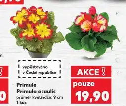 Kaufland Primule primula acaulis nabídka