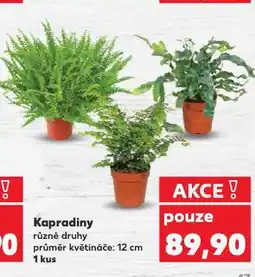 Kaufland Kapradiny nabídka
