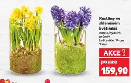 Kaufland Rostliny ve skleněném květináči nabídka