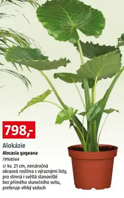 Bauhaus Alokázie nabídka