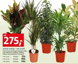 Bauhaus Zelené rostliny - mix druhů nabídka