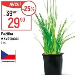 Globus Pažitka v květináči nabídka