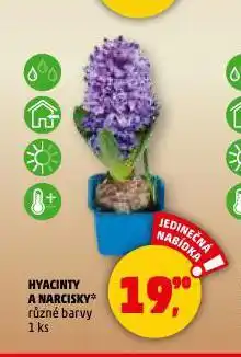Penny Market Hyacinty a narcisky nabídka