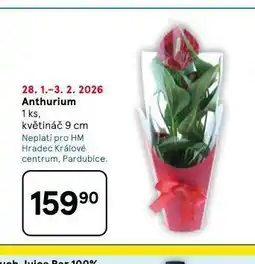 Tesco Anthurium nabídka