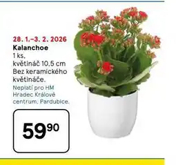 Tesco Kalanchoe nabídka