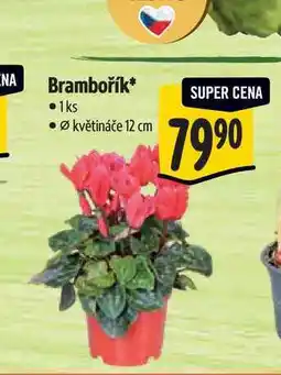 Albert Brambořík, pr. květináče 12 cm nabídka