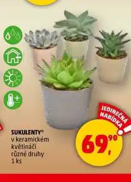 Penny Market SUKULENTY, 1 ks nabídka