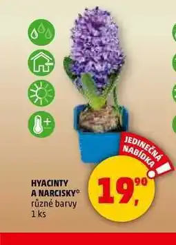 Penny Market HYACINTY A NARCISKY, 1 ks nabídka