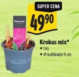 Albert Krokus mix nabídka