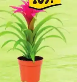 Albert Bromélie nabídka