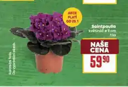Billa Saintpaulia nabídka