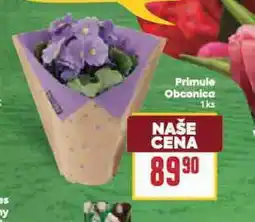 Billa Primule obconica nabídka