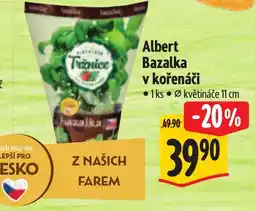 Albert Albert Bazalka v kořenáči nabídka