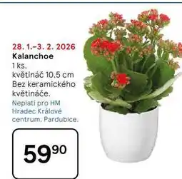 Tesco Kalanchoe, 1 ks. květináč 10.5 cm, Bez keramického květináče nabídka