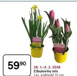 Tesco Cibuloviny mix, 1 ks. květináč 12 cm nabídka
