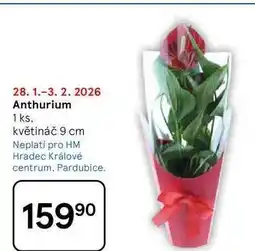 Tesco Anthurium, 1 ks, květináč 9 cm nabídka