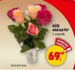 Penny Market RŮŽE HARLEKÝN, 1 svazek nabídka