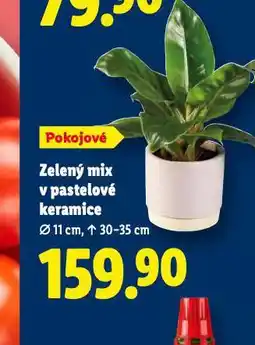 Lidl Zelený mix v pastelové keramice nabídka