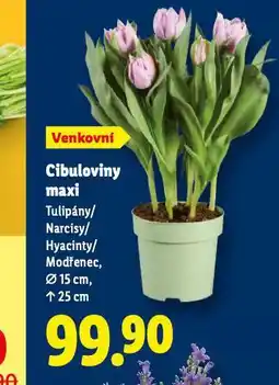 Lidl Cibuloviny maxi nabídka