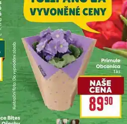 Billa Primule Obconica 1 ks nabídka