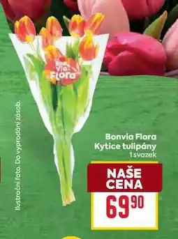 Billa Kytice tulipány 1svazek nabídka