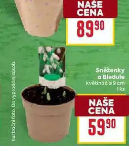 Billa Sněženky a Bledule květináč 9 cm 1ks nabídka