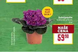 Billa Saintpaulia květináč o 9 cm 1ks nabídka