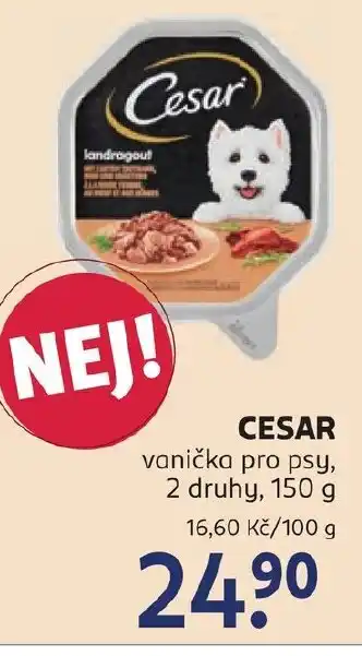 Rossmann CESAR vanička pro psy nabídka