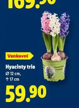 Lidl Hyacinty trio nabídka