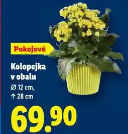 Lidl Kolopejka v obalu nabídka