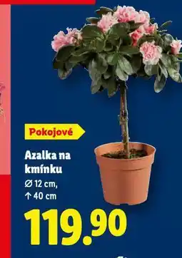 Lidl Azalka na kmínu nabídka