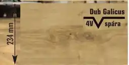 Uni Hobby Dub Galicus nabídka