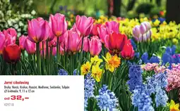 Uni Hobby Jarní cibuloviny nabídka