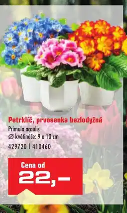 Uni Hobby Petrklíč, prvosenka bezlodyžná nabídka