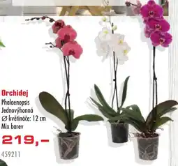 Uni Hobby Orchidej Phalaenopsis Jednovýhonná nabídka