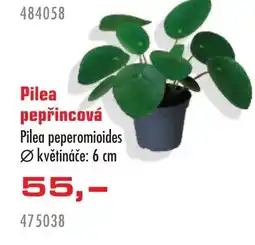Uni Hobby Pilea pepřincová Pilea peperomioides nabídka