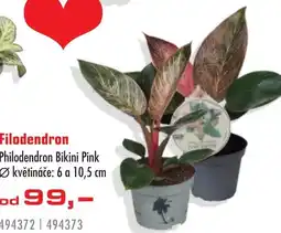 Uni Hobby Filodendron Philodendron Bikini Pink nabídka