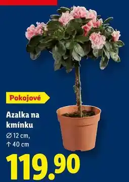 Lidl Azalka na kmínku nabídka