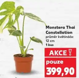 Kaufland Monstera Thai Constellation nabídka
