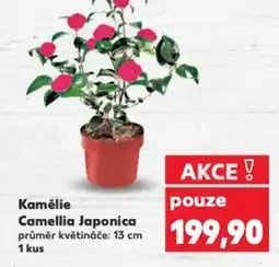 Kaufland Kamélie Camellia Japonica nabídka