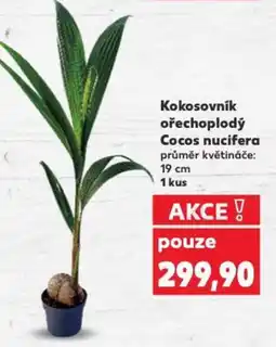 Kaufland Kokosovník ořechoplodý Cocos nucifera nabídka